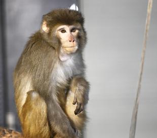 Bozok the monkey adapting to new home