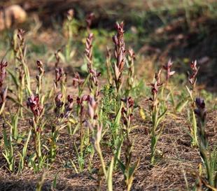 First domestic salep varieties registered