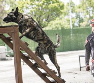 Rescue dog Ego ready for disaster response