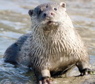 Eurasian otter spotted in Tigris River
