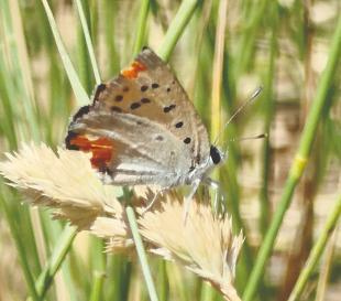 Nature lovers in pursuit of butterflies