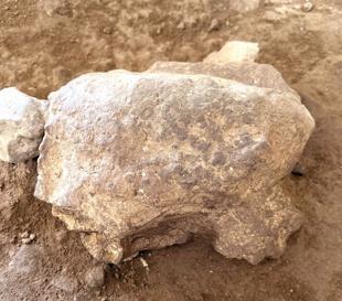Turtle figurines expose ancient ritual heritage