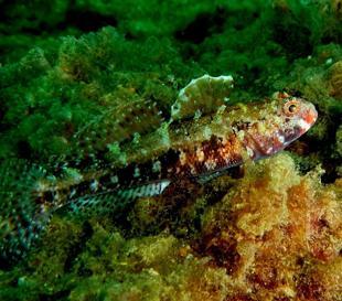 Rare marine life off Princes’ Islands