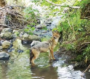 Camera traps reveal Istanbul’s wild side