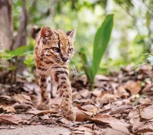 First new wild cat discovered in a century