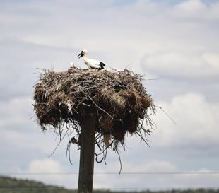 Storks from Türkiye reach Egypt, Syria