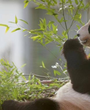 Scotland bids farewell to giant pandas