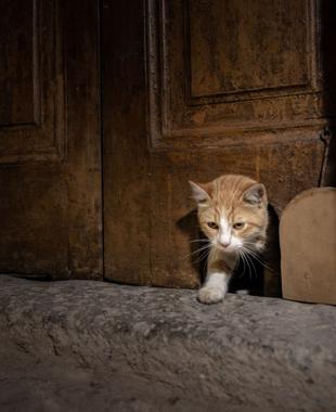 Topkapı Palace’s cat door reopens