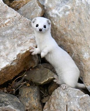 Endangered weasel spotted in Van