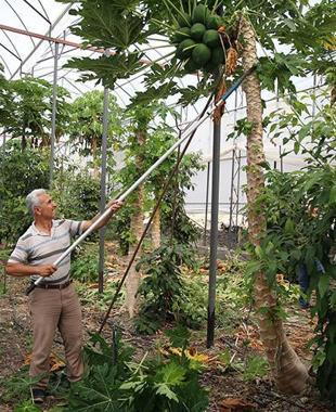 Alanya to train tropical fruit growers