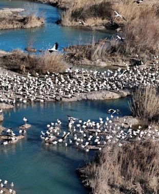 Birds stop in Mersin as spring arrives