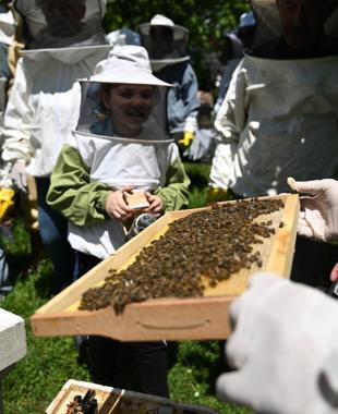 Nature enthusiasts explore bees world