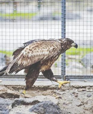Rehabilitated wild animals back in nature