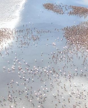 Tuz Lakes flamingos rear young communally