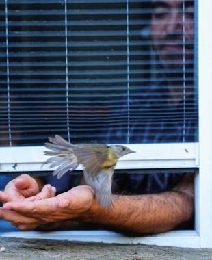 Migratory birds find a vital stopover in Istanbul