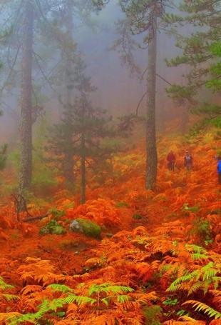 Color fest in autumn in Kazdağları