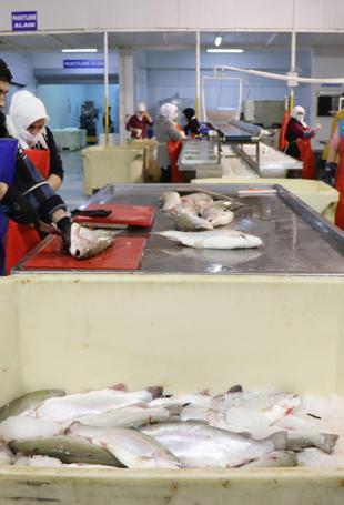 Turkish salmon tops aquatic export chart