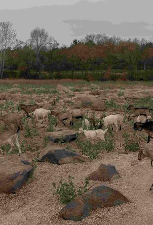 The environment: another victim of Russias invasion