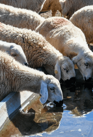 Gov’t prepares roadmap for livestock farming