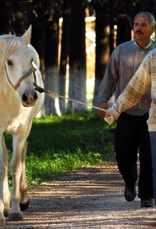 Horse breeding, racing draw investors’ interest