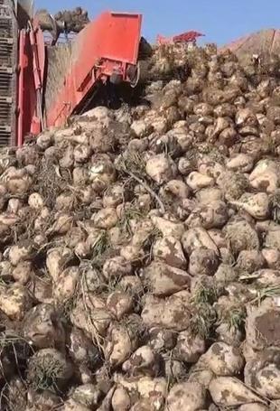 Climate change impacts sugar production: Association head