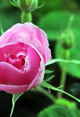 Frost hits rose harvest in Isparta, yield drops 30 pct