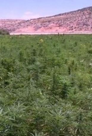 Lebanon turns to cannabis cultivation as economic lifeline