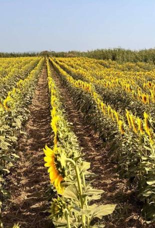 Turkish farmers seek support after hit by drought