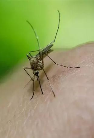 Record number of mosquito-borne disease outbreaks in Europe: health agency