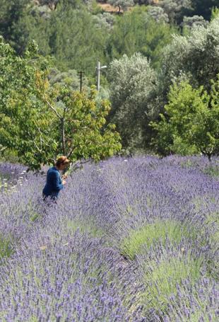 Large land lease secured for medicinal, aromatic plants