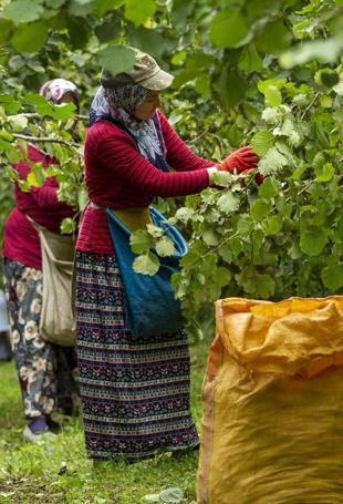 Turkish hazelnuts reach 122 markets in 2025