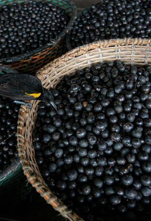 Brazil declares acai a national fruit to ward off biopiracy
