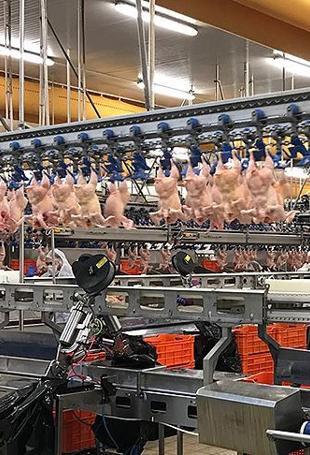 Trade Ministry halts chicken exports ahead of Ramadan