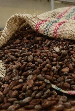 Türkiye cocoa exports hit all-time high of $1.7 billion in 2025