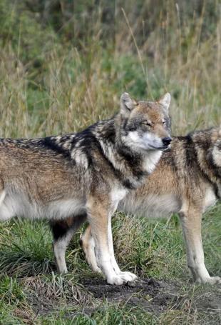 France to loosen rules on shooting wolves
