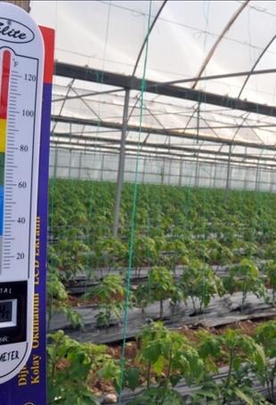 Agricultural frost risk raises concerns for food market