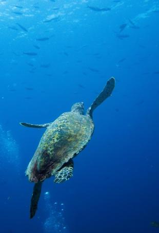 Ocean temperatures near record high in March: Monitor