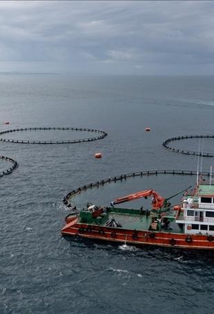 Türkiye targets $2.5 billion in seafood exports for 2026