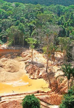 Amazon rainforest under attack from organized crime: Report