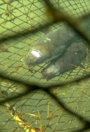 Japan to sell eels bred in captivity in ‘world first’