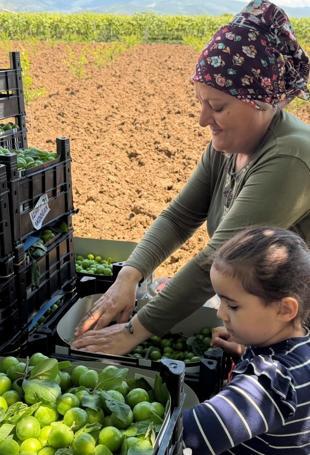 Türkiye’s crop production forecast to rise in 2026