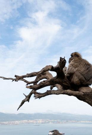 Gibraltar monkeys eat soil in junk food detox: study