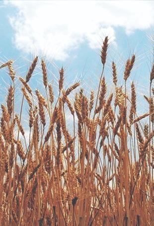 Australia says wheat crop set to plunge
