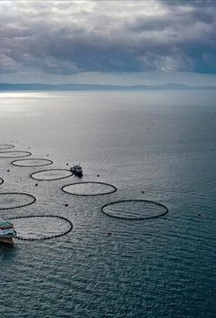 Türkiye’s fishery production rises 11 percent in 2025