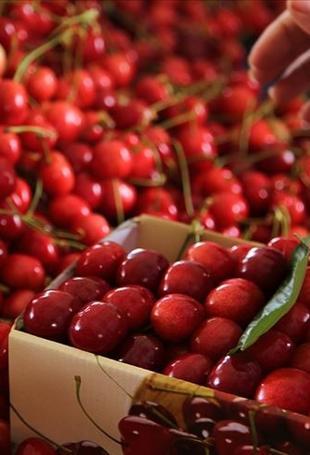 Strong harvest expected to boost Türkiye’s cherry exports
