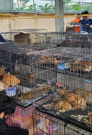 Stolen felines reunited with owners after Vietnam cat-meat bust