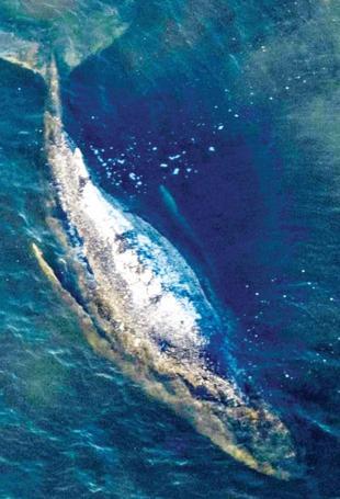 Iceland resumes whale hunt despite growing protest