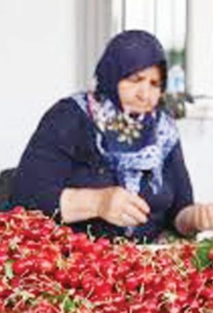 Türkiye prepares to resume cherry exports to China