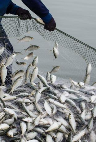 Türkiye targets $3 billion in aquaculture exports by 2028: Minister
