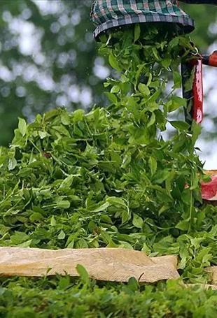 Turkish tea exports exceed $17.5 mln in first half